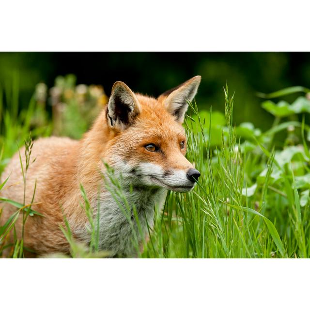 Fox by Edevansuk - Wrapped Canvas Photograph Union Rustic Size: 30cm H x 46cm W x 3.8cm D on Productcaster.