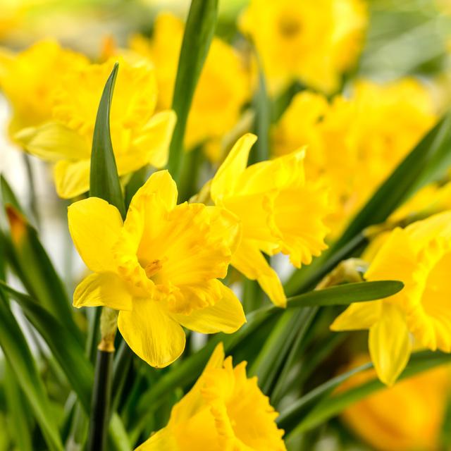 Close-up Of Yellow Narcissus by CandyBoxImages - Wrapped Canvas Print Latitude Run Size: 122cm H x 122cm W on Productcaster.