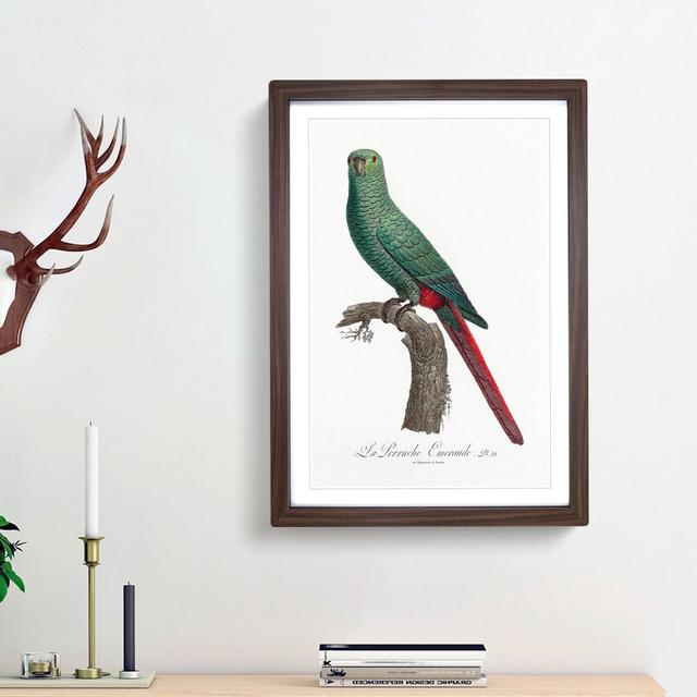 Emerald Parakeet by F. Levaillant - Picture Frame Painting Print East Urban Home Frame Option: Walnut Framed, Size: 65cm H x 48cm W x 2cm D on Productcaster.