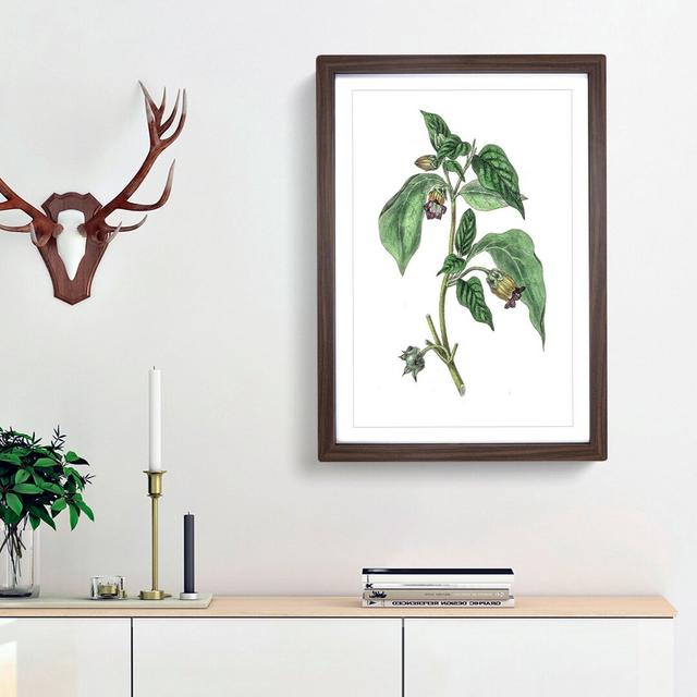 Deadly Nightshade Flowers Illustration - Picture Frame Painting Print East Urban Home Frame Option: Walnut Framed, Size: 65cm H x 48cm W x 2cm D on Productcaster.