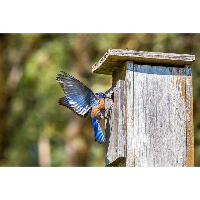 Male Western Bluebird - Wrapped Canvas Art Prints 17 Stories Size: 20cm H x 30cm W x 3.8cm D on Productcaster.