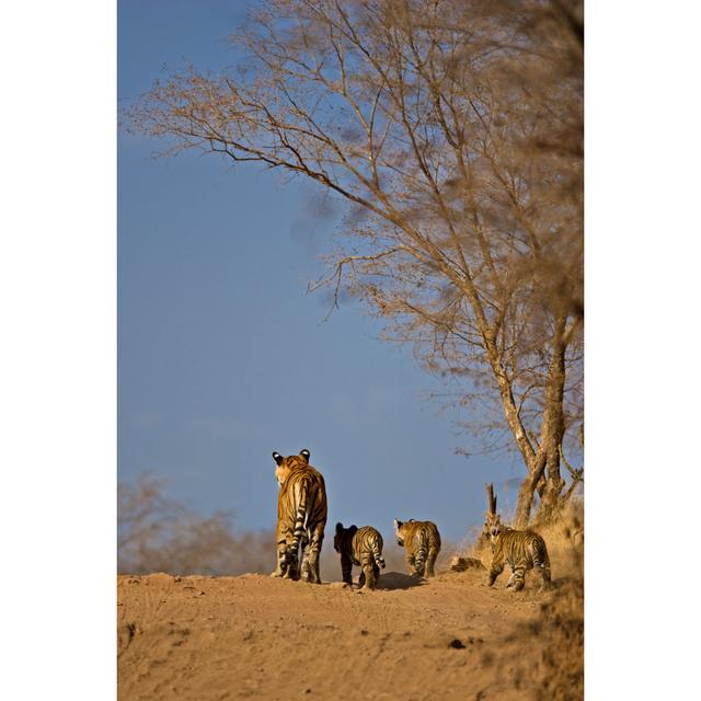 Haben Tiger - Wrapped Canvas Photograph Latitude Run Size: 46cm H x 30cm W x 3.8cm D on Productcaster.