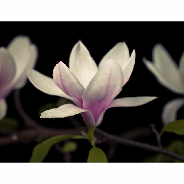 Magnolia Flowers - Picture Frame Photographic Print on Paper Latitude Run Size: 30 cm H x 40 cm W on Productcaster.