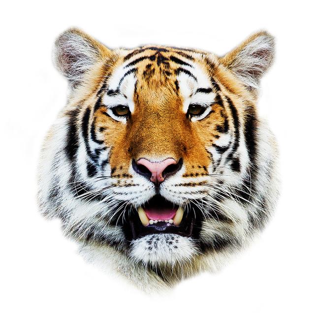 Tiger Bloomsbury Market Size: 76cm H x 76cm W on Productcaster.