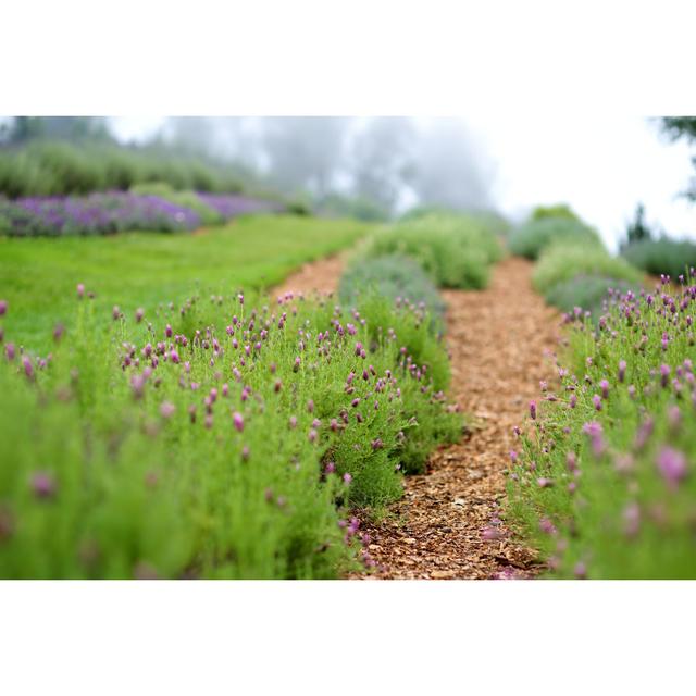 Luellen Blooming Lavender Plants - Wrapped Canvas Print Latitude Run Size: 81cm H x 122cm W x 3.8cm D on Productcaster.