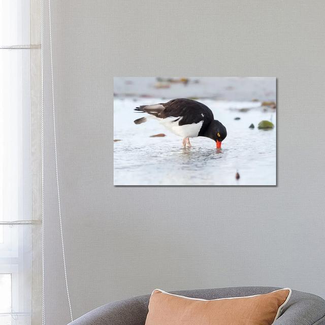 Magellanic Oystercatcher, Falkland Islands, Sea Lion Island. by Martin Zwick - Wrapped Canvas Photograph House of Hampton Size: 45.72cm H x 66.04cm W on Productcaster.