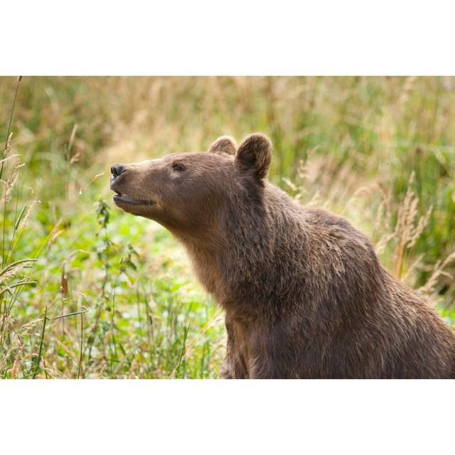 European brown bear 172426232 Alpen Home Size: 30cm H x 46cm W on Productcaster.