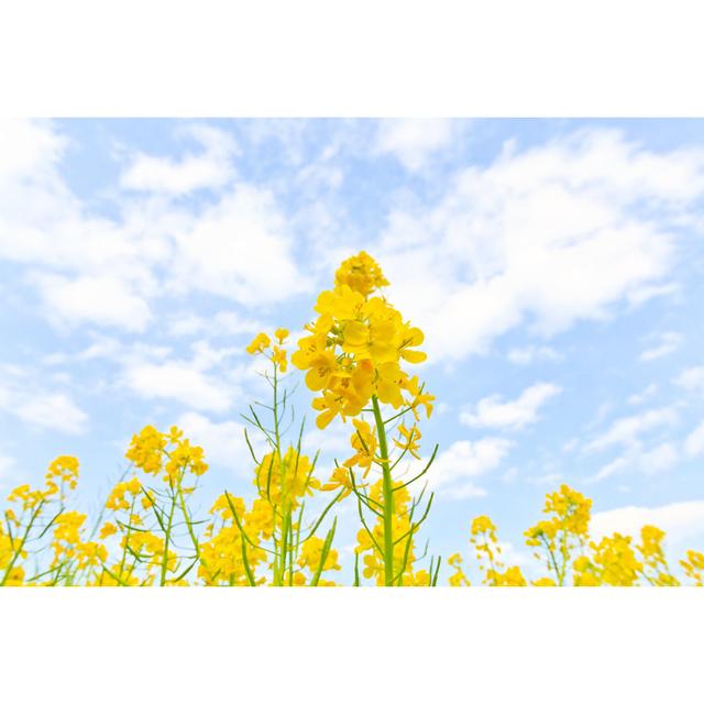 Field Mustard - Print Latitude Run Size: 20cm H x 30cm W x 3.8cm D on Productcaster.