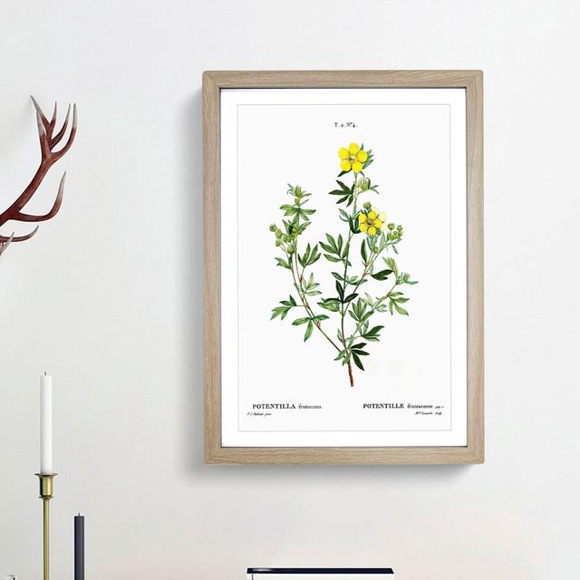 Yellow Buttercup Flowers by Pierre-Joseph Redoute - Picture Frame Painting Print East Urban Home Size: 48cm H x 36cm W x 2cm D, Frame Option: Oak Fram on Productcaster.