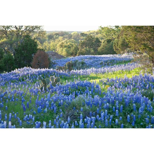 Field Of Texas Bluebonnets Skimmed By Morning Sun by Dhughes9 - No Frame Art Prints on Canvas 17 Stories Size: 30cm H x 46cm W on Productcaster.