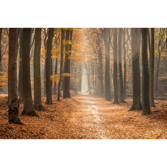 Path Through A Misty Forest by Sjo - Print Alpen Home Size: 20cm H x 30cm W on Productcaster.