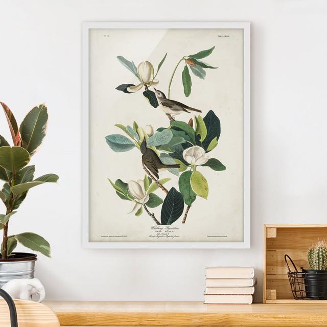 Vintage Educational Flycatcher - Picture Frame Graphic Art Marlow Home Co. Frame Option: White Framed, Size: 100cm H x 70cm W x 2cm D on Productcaster.