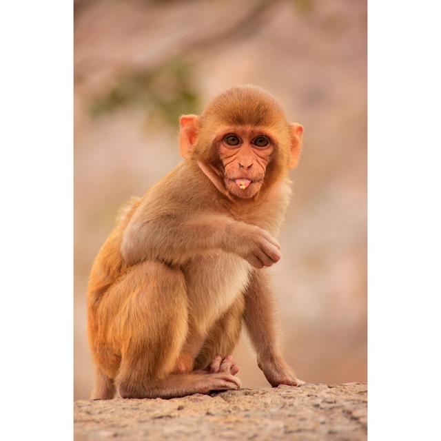 Leinwandbild Young Rhesus Macaque Sitting Near Galta Temple in Jaipur, Rajast Ebern Designs Größe: 122cm H x 81cm B on Productcaster.