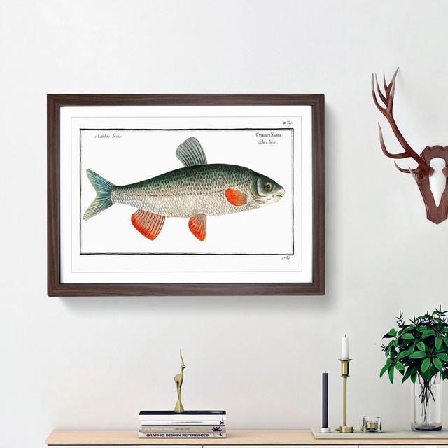 Nase-Carp Fish by M.E. Bloch - Picture Frame Painting Print East Urban Home Frame Option: Walnut Framed, Size: 36cm H x 48cm W x 2cm D on Productcaster.