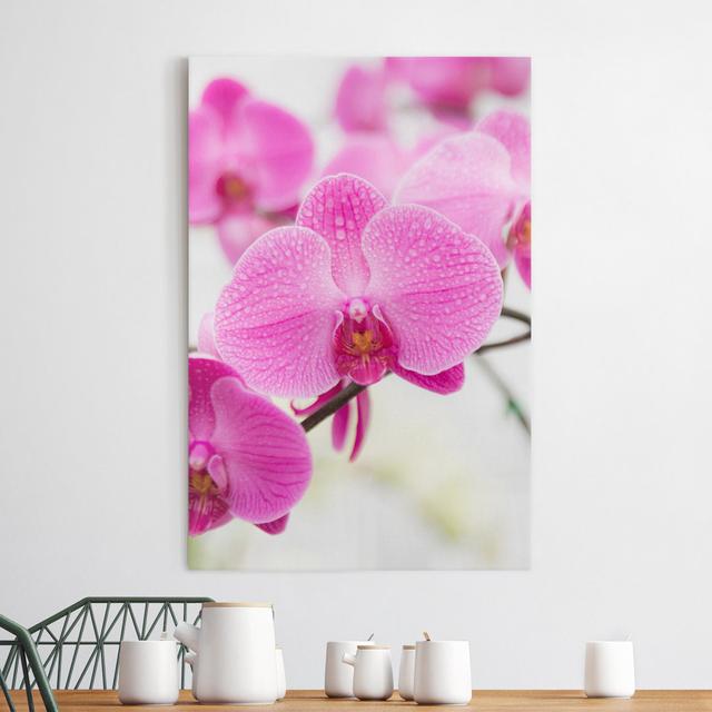 Leinwandbild Nahaufnahme Orchidee Ebern Designs Größe: 60 cm H x 40 cm B, Format: 260g/m² Canvas on Productcaster.