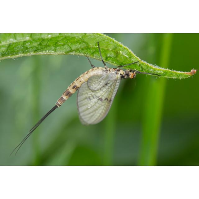 Mihika Mayfly At Dawn by Paul_Cooper - Wrapped Canvas Print 17 Stories Size: 20cm H x 30cm W x 3.8cm D on Productcaster.