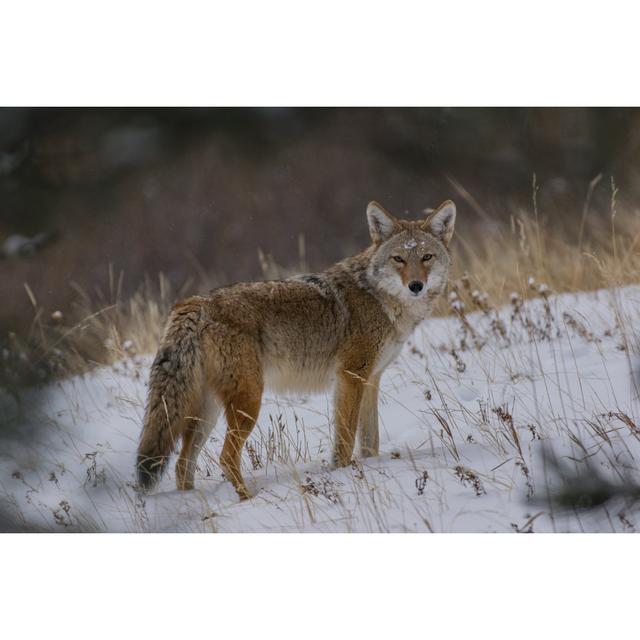 Ethaniel Coyote After A Snowstorm - Wrapped Canvas Print Alpen Home Size: 61cm H x 91cm W x 3.8cm D on Productcaster.