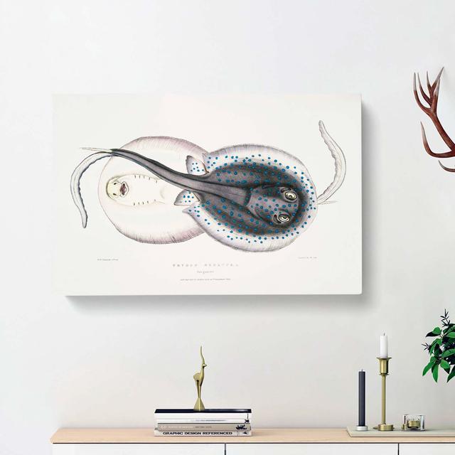 Trygon Stingray Illustration by John Edward Gray - Wrapped Canvas Painting Print East Urban Home Size: 35cm H x 50cm W x 3cm D on Productcaster.