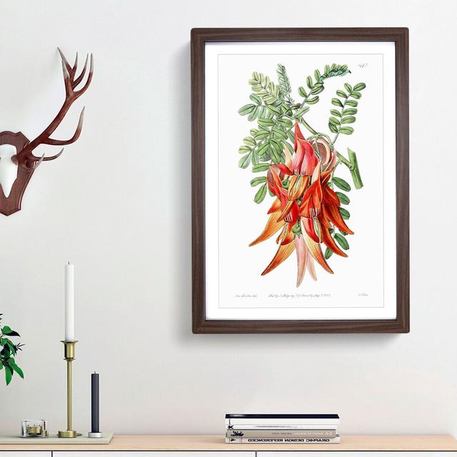 Orange Clianthus Flowers - Picture Frame Painting Print East Urban Home Frame Option: Walnut Framed, Size: 48cm H x 36cm W x 2cm D on Productcaster.