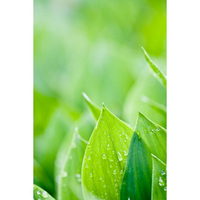 Fresh Green Leafs - Wrapped Canvas Photograph Ebern Designs Size: 76cm H x 51cm W x 3.8cm D on Productcaster.