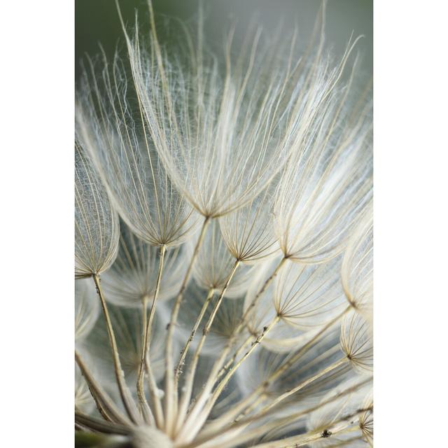 Macro Dandelion II by Renée W. Stramel - Wrapped Canvas Print Ebern Designs Size: 30cm H x 20cm W on Productcaster.