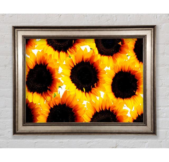 Sunflower Galore Framed Print Bright Star Size: 29.7cm H x 42cm W on Productcaster.