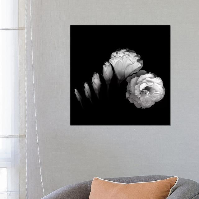 Evolution Lysianthus III, B&W by Magda Indigo - Wrapped Canvas Graphic Art Latitude Run Size: 66.04cm H x 66.04cm W x 1.905cm D on Productcaster.