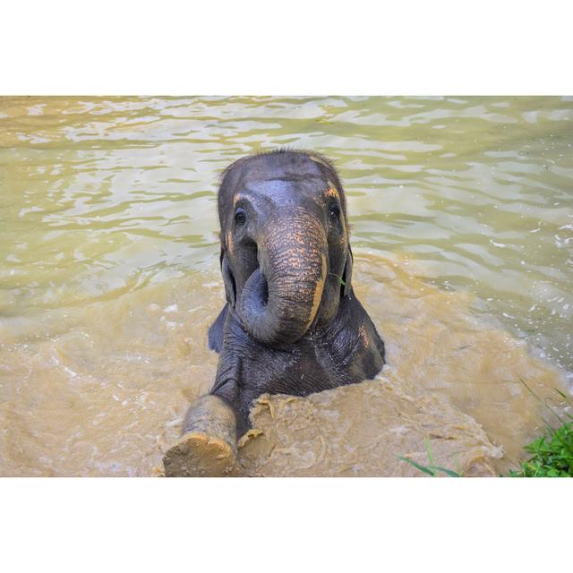 Asian Elephant Swimming by Manonvanos - Wrapped Canvas Print 17 Stories Size: 20cm H x 30cm W on Productcaster.