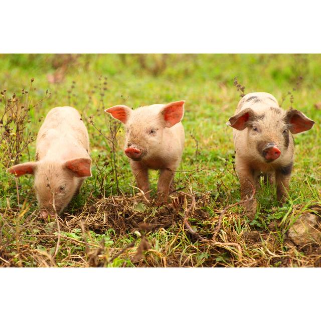 Cute Little Piglets by Balwan - Wrapped Canvas Photograph Brambly Cottage Size: 30cm H x 46cm W on Productcaster.