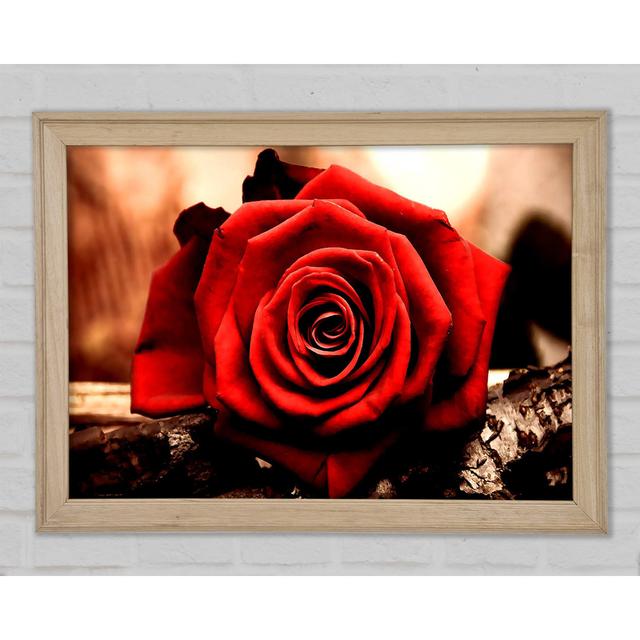 Valentinstag Rose - Druck Brayden Studio Größe: 42 cm H x 59,7 cm B x 1,5 cm T on Productcaster.