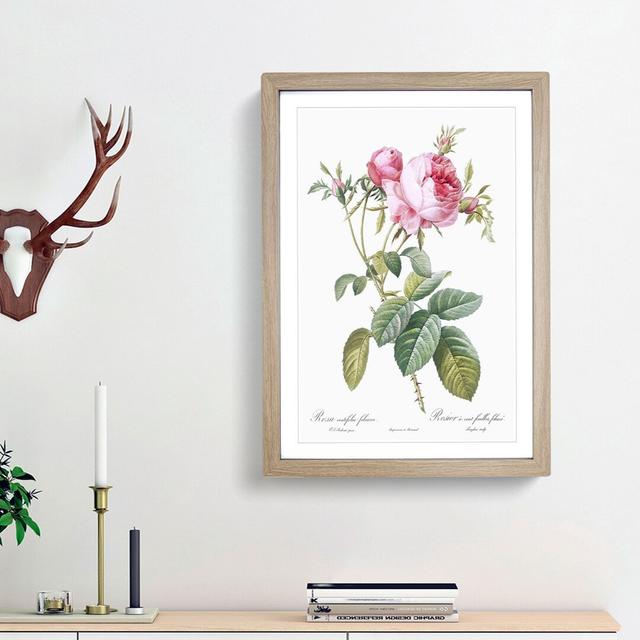 Pink Cabbage Roses in Bloom by Pierre-Joseph Redoute - Picture Frame Painting Print on MDF East Urban Home Frame Option: Oak Framed, Size: 36cm H x 27 on Productcaster.