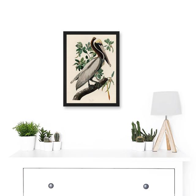 Audubon Birds America Brown Pelican Nature Animals Artwork Framed Wall Art Print A4 Highland Dunes on Productcaster.