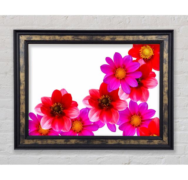 Pink And Red Flower Heads - Print Bright Star Size: 29.7cm H x 42cm W x 8cm D on Productcaster.