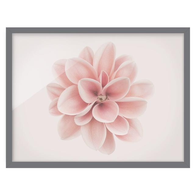 Dahlia Pink Pastel Flower Centered - Picture Frame Graphic Art Ebern Designs Size: 50cm H x 70cm W x 2cm D, Frame Option: Grey Framed on Productcaster.