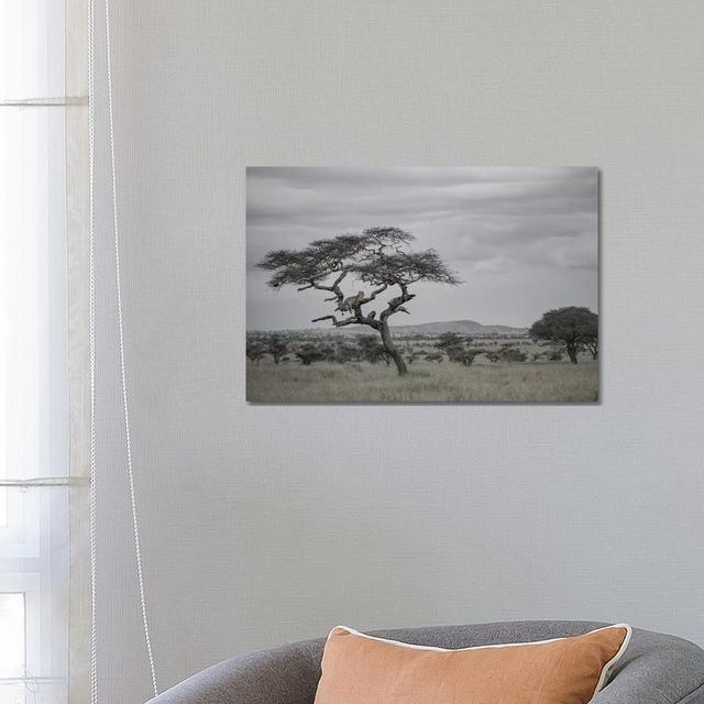 Lion In The Evening by Anders Jorulf - Wrapped Canvas Print Latitude Run Size: 45.72cm H x 66.04cm W x 3.81cm D on Productcaster.