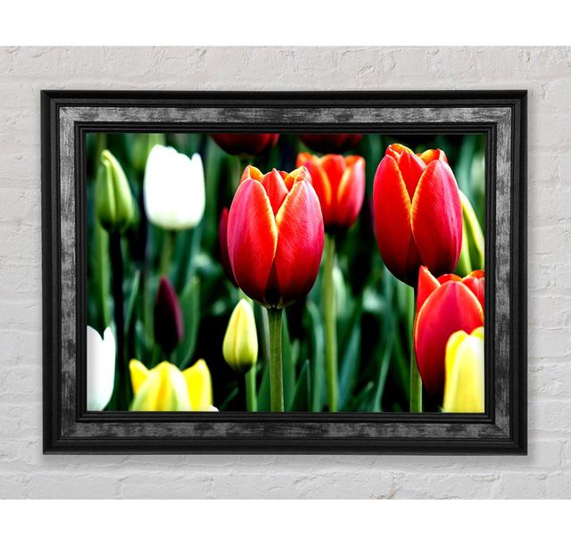 Tulips In Bloom - Single Picture Frame Art Prints Bright Star Size: 42cm H x 59.7cm W x 8cm D on Productcaster.