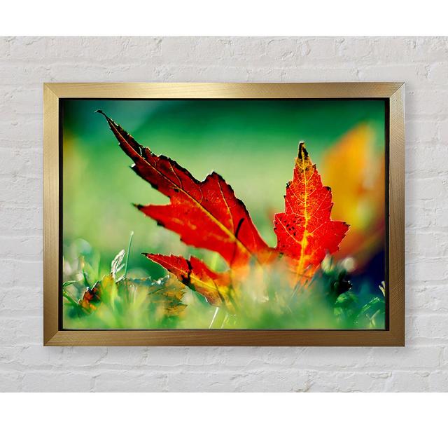 Autumn Red Leave On The Ground - Single Picture Frame Art Prints Bright Star Size: 42cm H x 59.7cm W x 3.4cm D on Productcaster.