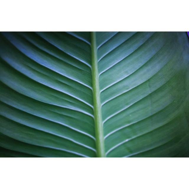 Riascos Banana Leaf Background - Wrapped Canvas Photograph Bay Isle Home Size: 61cm H x 91cm W x 3.8cm D on Productcaster.