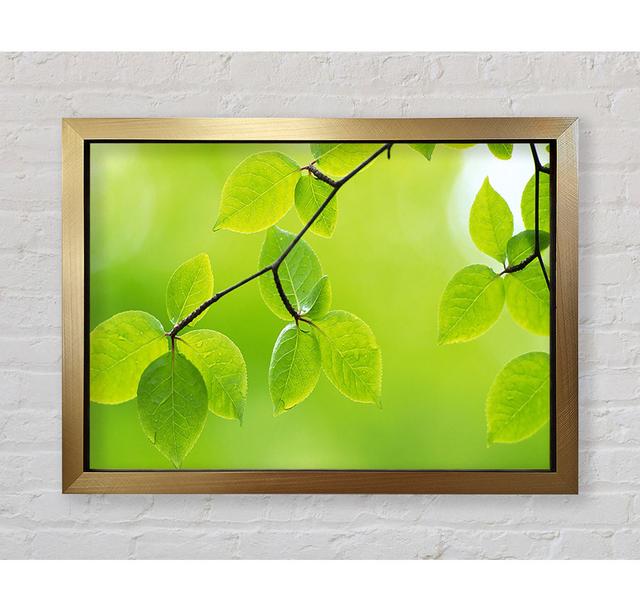 Branch With Green Leaves In The Sun - Single Picture Frame Art Prints Bright Star Size: 42cm H x 59.7cm W x 3.4cm D on Productcaster.