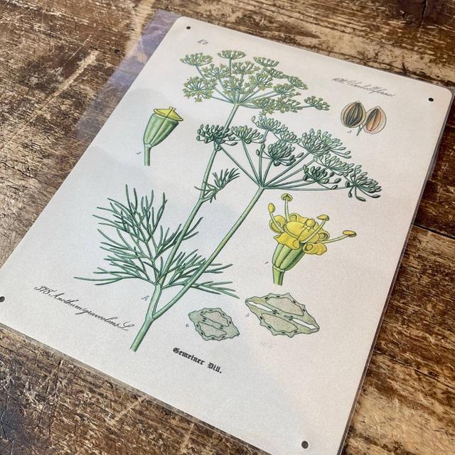 Dill Herb Flowers Botanical Vintage Wall Décor East Urban Home Size: 20cm H x 15cm W on Productcaster.