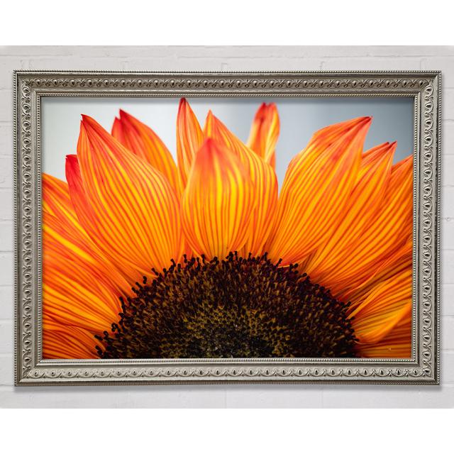 Orange Flower Opening Up Close Up - Print Bright Star Size: 59.7cm H x 84.1cm W x 3cm D on Productcaster.