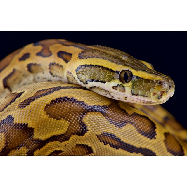 African Rock Python by Reptiles4all - Wrapped Canvas Print 17 Stories Size: 30cm H x 46cm W x 3.8cm D on Productcaster.