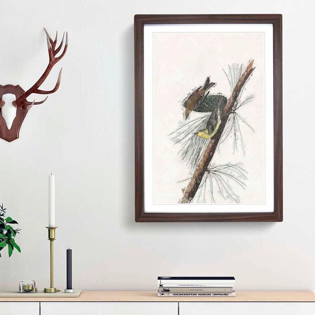 Pine Creeping Warbler by John James Audubon - Picture Frame Painting Print East Urban Home Frame Option: Walnut Framed, Size: 36cm H x 27cm W x 2cm D on Productcaster.