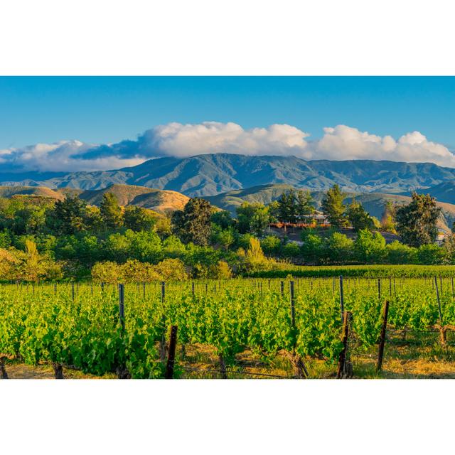 California Vineyard - Wrapped Canvas Art Prints Alpen Home Size: 61cm H x 91cm W x 3.8cm D on Productcaster.