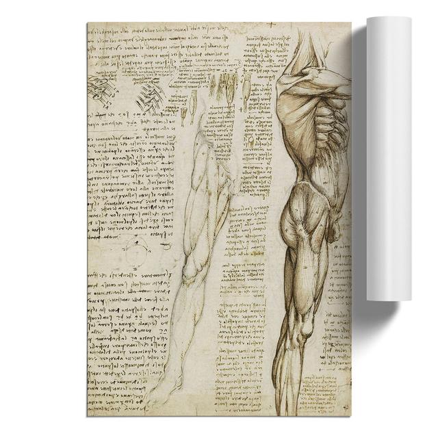 Human Anatomy Vol.6 by Leonardo Da Vinci - Unframed Graphic Art East Urban Home Size: 30cm H x 21cm W x 0.1cm D on Productcaster.