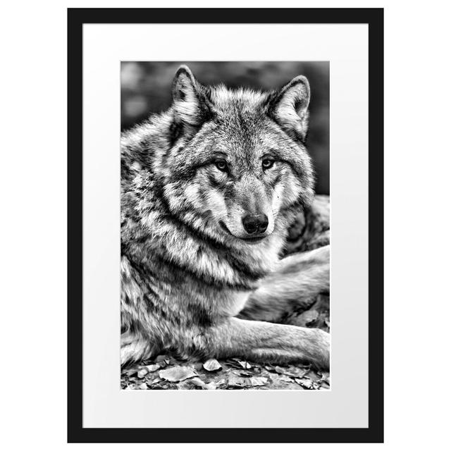 Gerahmtes Poster Stolzer Wolf auf Stein East Urban Home Größe: 55 cm H x 40 cm B on Productcaster.