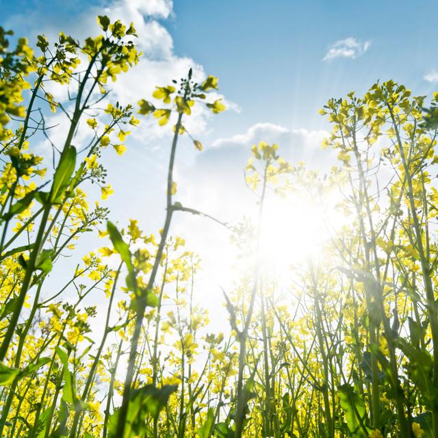 Rape Field Against Sunlight, Oilseed Rape, Canola by Kamisoka - No Frame Art Prints on Canvas 17 Stories Size: 51cm H x 51cm W on Productcaster.