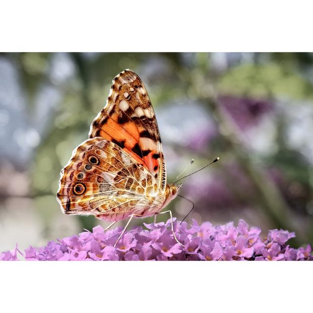 Painted Lady Butterfly by Lightspruch - Wrapped Canvas Art Prints Brambly Cottage Size: 30" H x 20" W x 1.8" D on Productcaster.