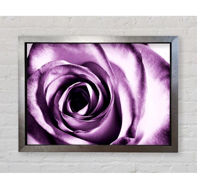 Purple Rose Delight - Druck 17 Stories Format: Poster mit silberfarbenem Rahmen, Größe: 100 cm H x 141,4 cm B x 3,4 cm T on Productcaster.