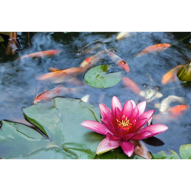 Water Lily Flower Blooming in Koi Pond - Wrapped Canvas Photograph Bay Isle Home Size: 51cm H x 76cm W on Productcaster.